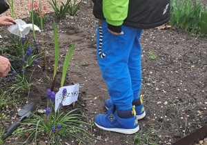 Chłopiec będzie sadził kwiaty.