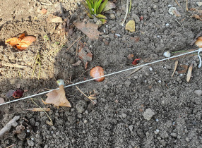 Prace porządkowe w ogrodzie u Jasia i Małgosi.