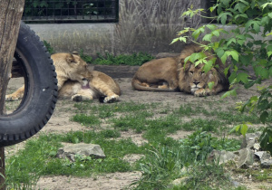 Wycieczka do zoo.