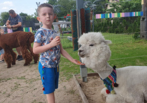 Dzień Dziecka z Alpakami