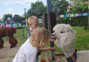 Dzień Dziecka z Alpakami