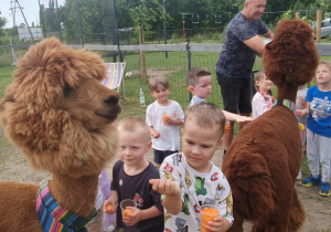Dzień Dziecka z Alpakami