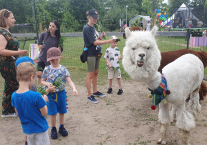 Dzień Dziecka z Alpakami
