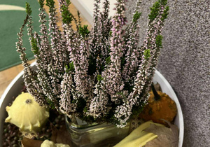 Stokrotki