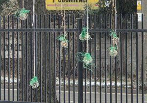 Dzieci przygotowują tłuszczowe kule.