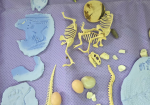 Skamieliny i szkielety.