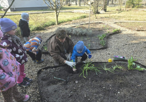 Dzieci sadzą cebulki.