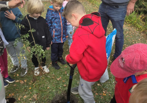 Przedszkolaki sadzą drzewo.