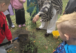 Przedszkolaki sadzą drzewo.
