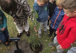 Przedszkolaki sadzą drzewo.