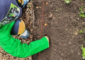 Chłopiec sadzi cebulki.